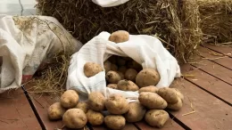 Methods of storing potatoes at home