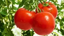 Methods of tying up tomatoes in open ground: how to do it correctly and is it necessary at all