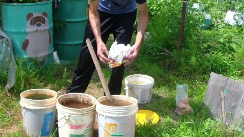 Necessary fertilizing of grapes in summer and rules for its application