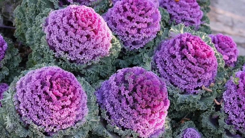 Ornamental cabbage: features of the culture, description of varieties with names and photos