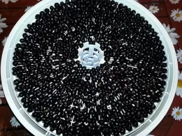 Preparing berries correctly: how to dry blackcurrants in an electric dryer