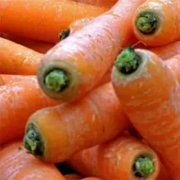 Preserving the harvest correctly: how to trim carrots for winter storage and why it is necessary