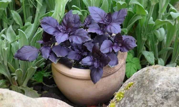 Review of the vegetable variety of purple basil "Ararat"