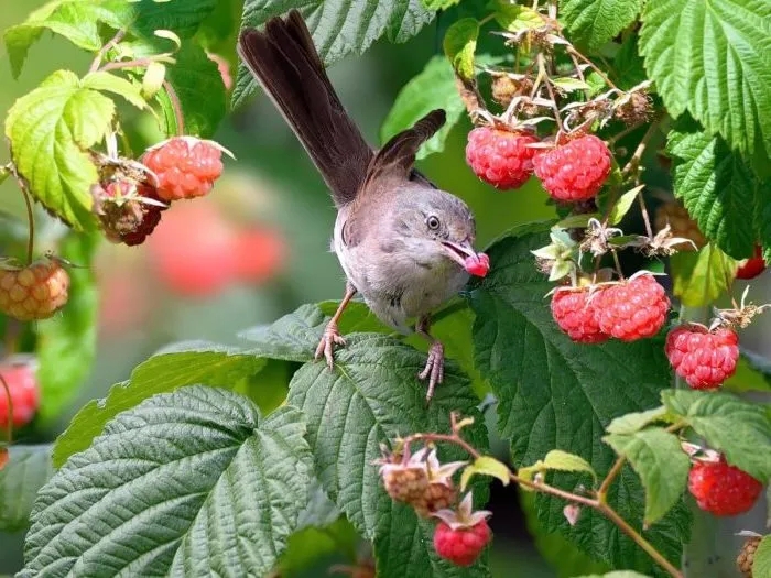 Saving the harvest in the best ways: how to protect raspberries from birds