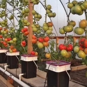 Secrets of Growing Tomatoes at Home with Hydroponics