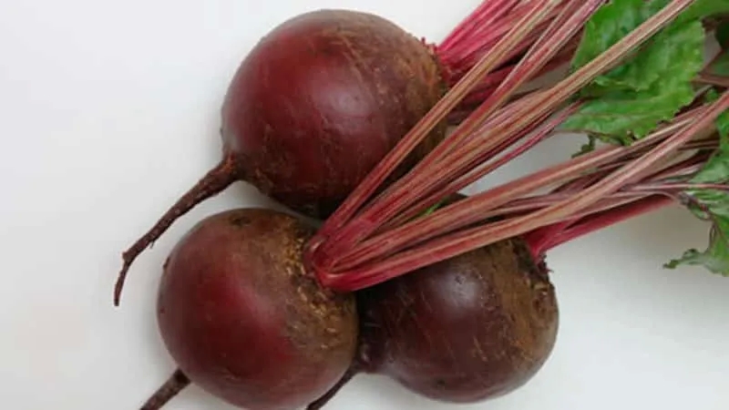 Table beet "Bordeaux": ideal color and taste for culinary use and long-term storage