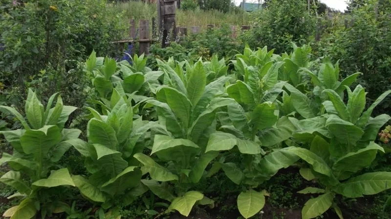 Technology of growing tobacco in open ground, greenhouse and at home