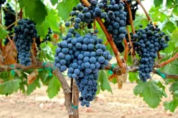 The famous low-calorie grape variety "Tempranillo"