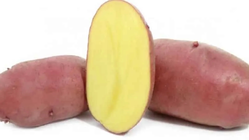 The German potato variety "Merlot" is capricious in care, but very productive and tasty.