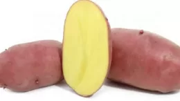 The German potato variety "Merlot" is capricious in care, but very productive and tasty.