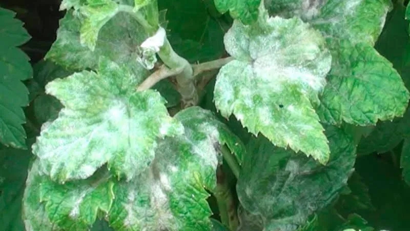 The most effective folk remedies for powdery mildew on currants