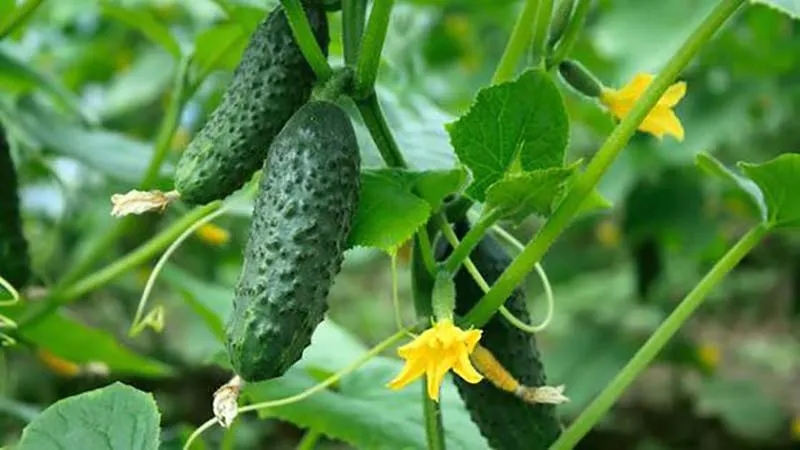Top 10 Best Self-Pollinated Cucumber Varieties for Balcony