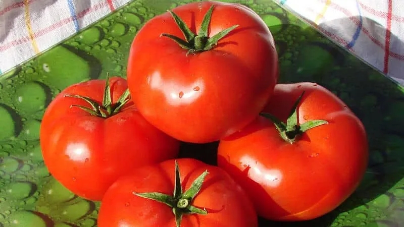 Unpretentious, universal in use, early ripening tomato "Druzhok f1": reviews and secrets of cultivation