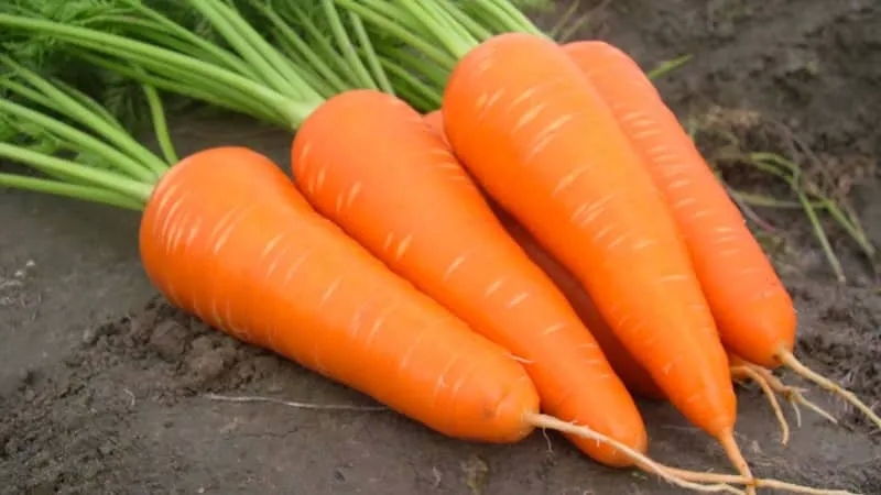 Unpretentious mid-early carrot hybrid Red Core