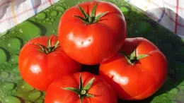 Unpretentious, universal in use, early ripening tomato "Druzhok f1": reviews and secrets of cultivation