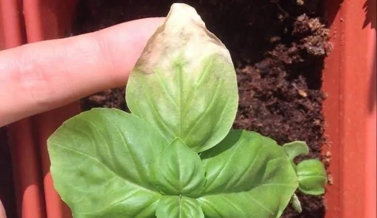 We find out why basil turns yellow and eliminate the problem effectively