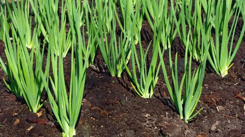 We follow the rules of crop rotation: what can be planted after onions the following year, and what should not be