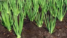 We follow the rules of crop rotation: what can be planted after onions the following year, and what should not be