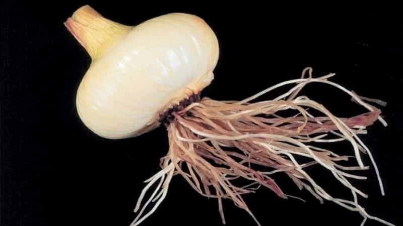 We treat garlic diseases and get rid of pests ourselves: effective methods and preventive measures