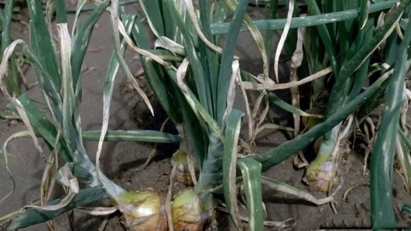 What diseases do onions have and how to deal with them?