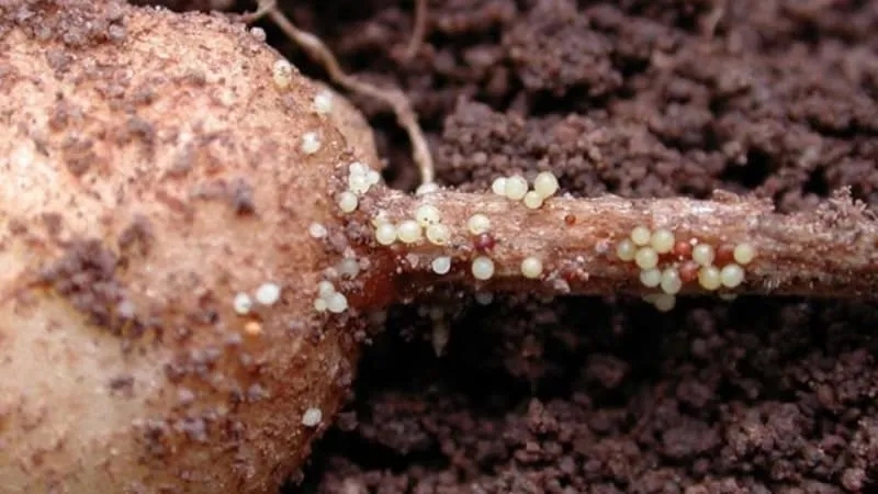 What is potato nematode and how to fight it