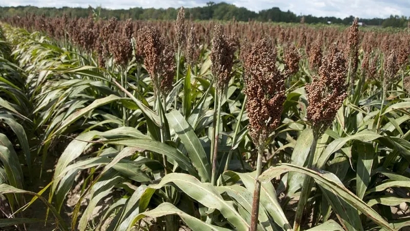 What is Sudan grass, how is it grown and where is it used