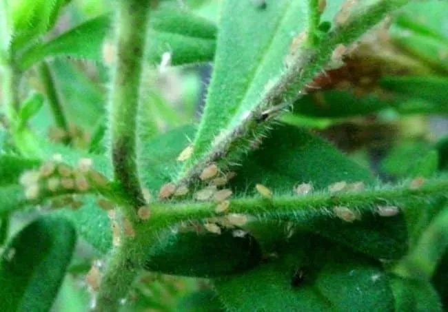 What is the danger of aphids on petunias and how to effectively combat them