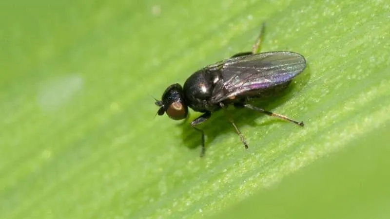 What is the danger of the Swedish fly on winter wheat and how to combat it and other cereal pests