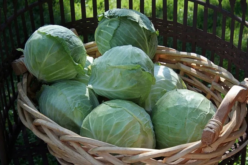 When and how to harvest cabbage from the garden