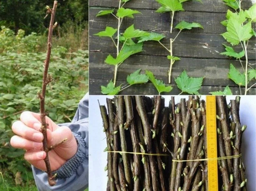 When and how to propagate red currants