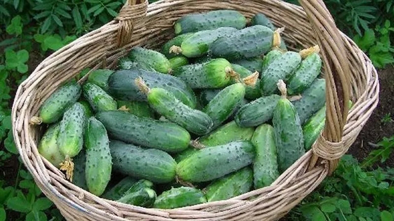 When is it better to pick cucumbers, in the morning or in the evening, and what determines the harvesting characteristics