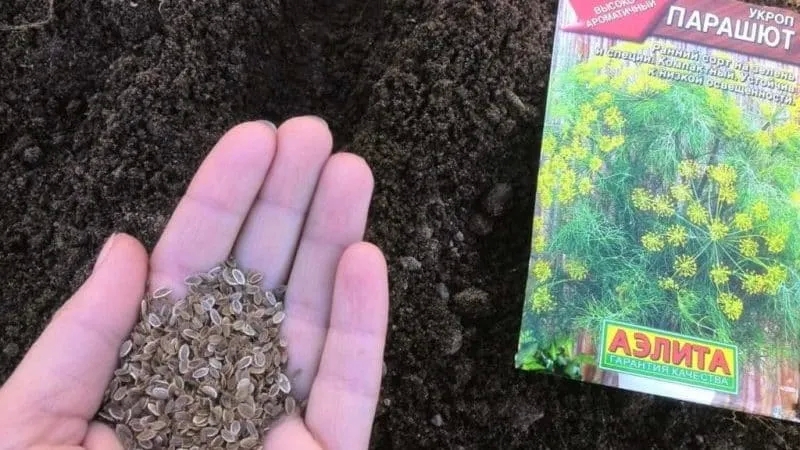 When is it better to plant dill in winter, and is it possible to do so?