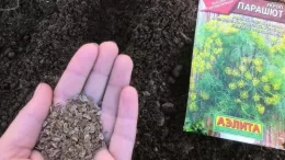 When is it better to plant dill in winter, and is it possible to do so?