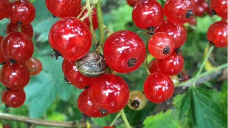 When to pick red currants and how to do it quickly