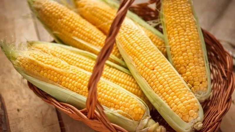 Where and how to store corn on the cob at home: optimal storage conditions and periods