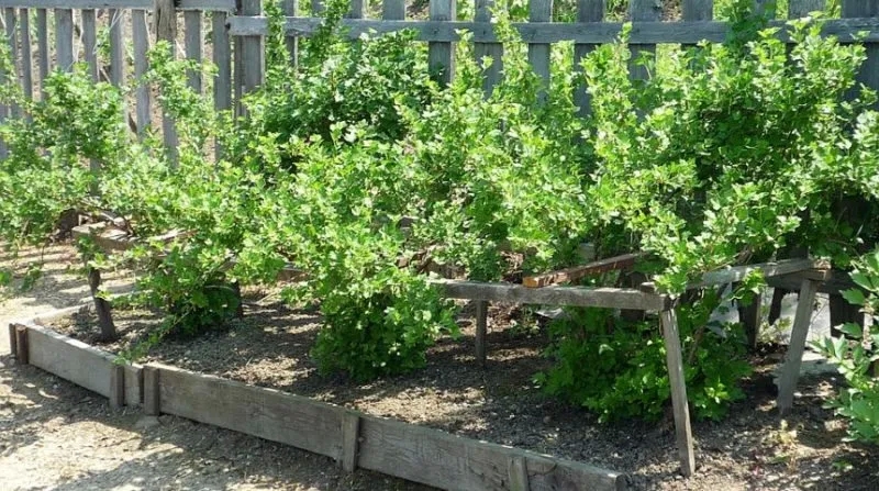 Where is the best place to plant gooseberries in a garden plot