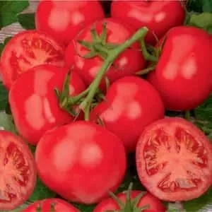 Which low-growing tomato varieties are the most productive?