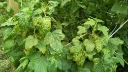 White grape variety "Pinot Grigio"