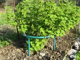 Why do you need supports for currants and how to make them yourself