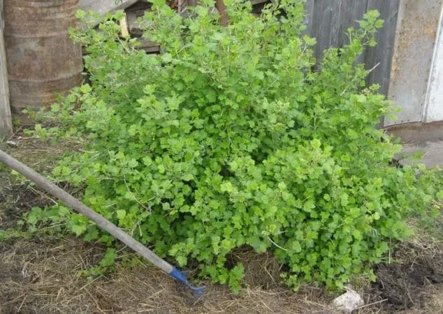 Why there are no berries on the gooseberry and how to fix it