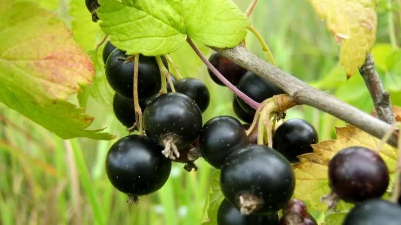 Currant leaves turn yellow in June: why does this happen and what to do in this case