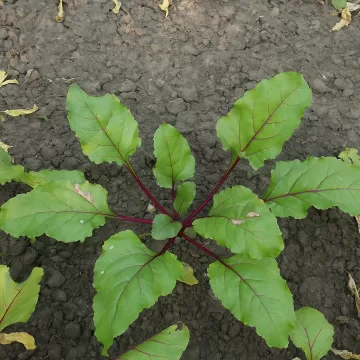 What to do when beet leaves turn yellow and it doesn't grow