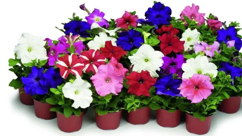 Best ways to extend the flowering of petunias in pots: tips from experienced gardeners