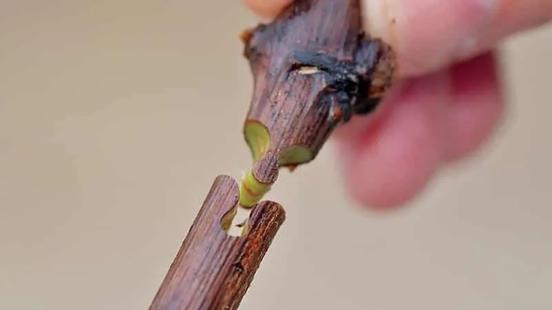 Step-by-step guide to grafting grapevines in August