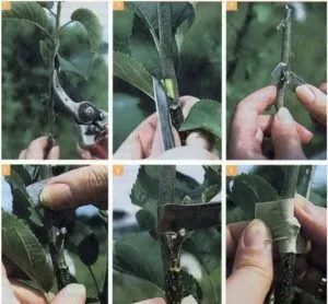 How to propagate pear trees in summer: step-by-step guide and useful tips
