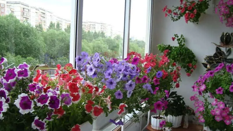 Best ways to extend the flowering of petunias in pots: tips from experienced gardeners