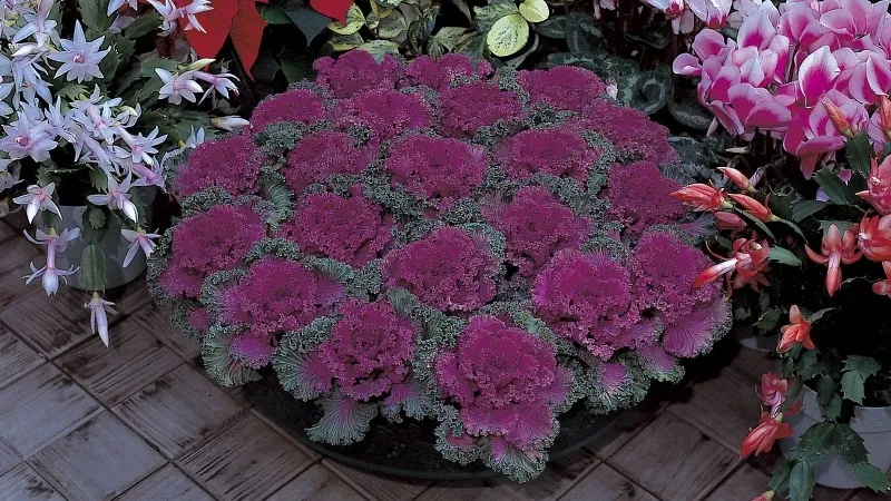 Ornamental cabbage: features, varieties with names and photos