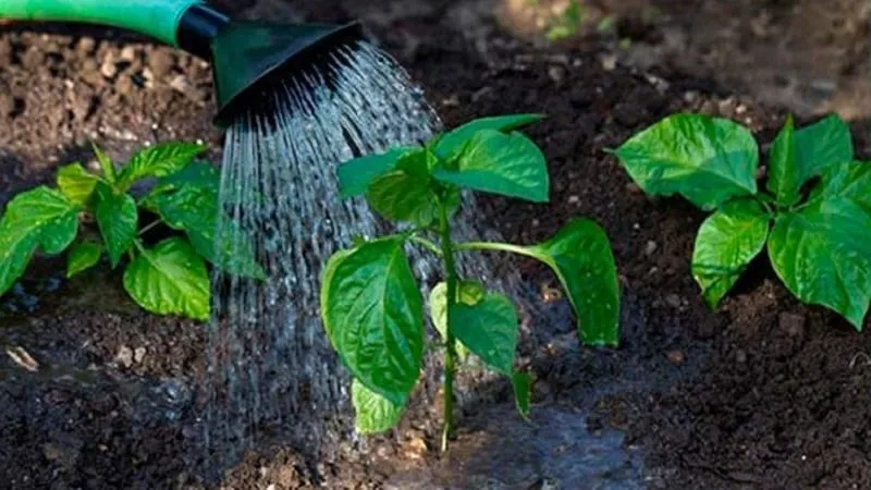 Guide to growing delicious peppers