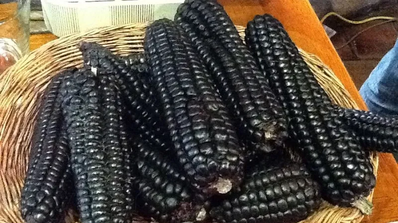 An exotic vegetable with a striking appearance – black corn: properties, culinary uses, and folk medicine applications