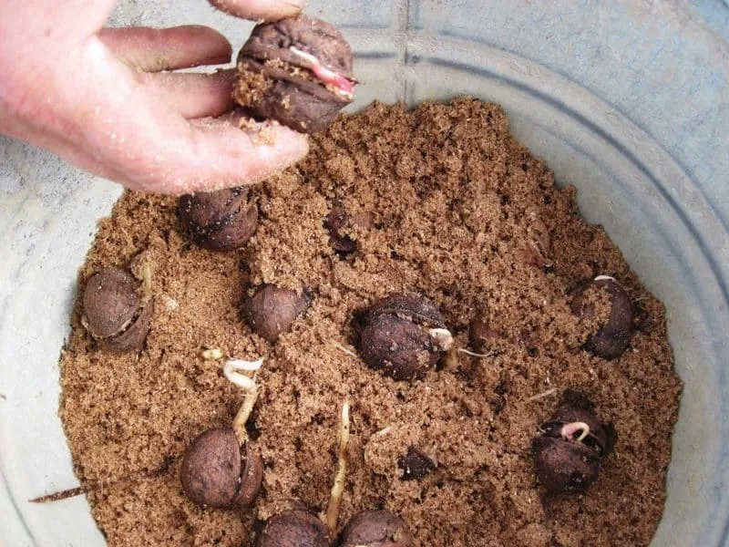 How to properly grow a walnut tree at home